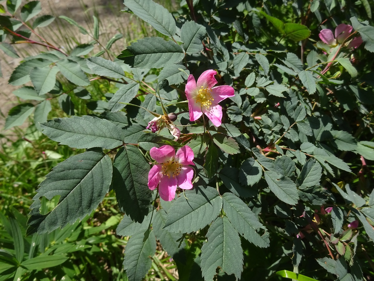 Rosa ferruginea kl. (Rosaceae)